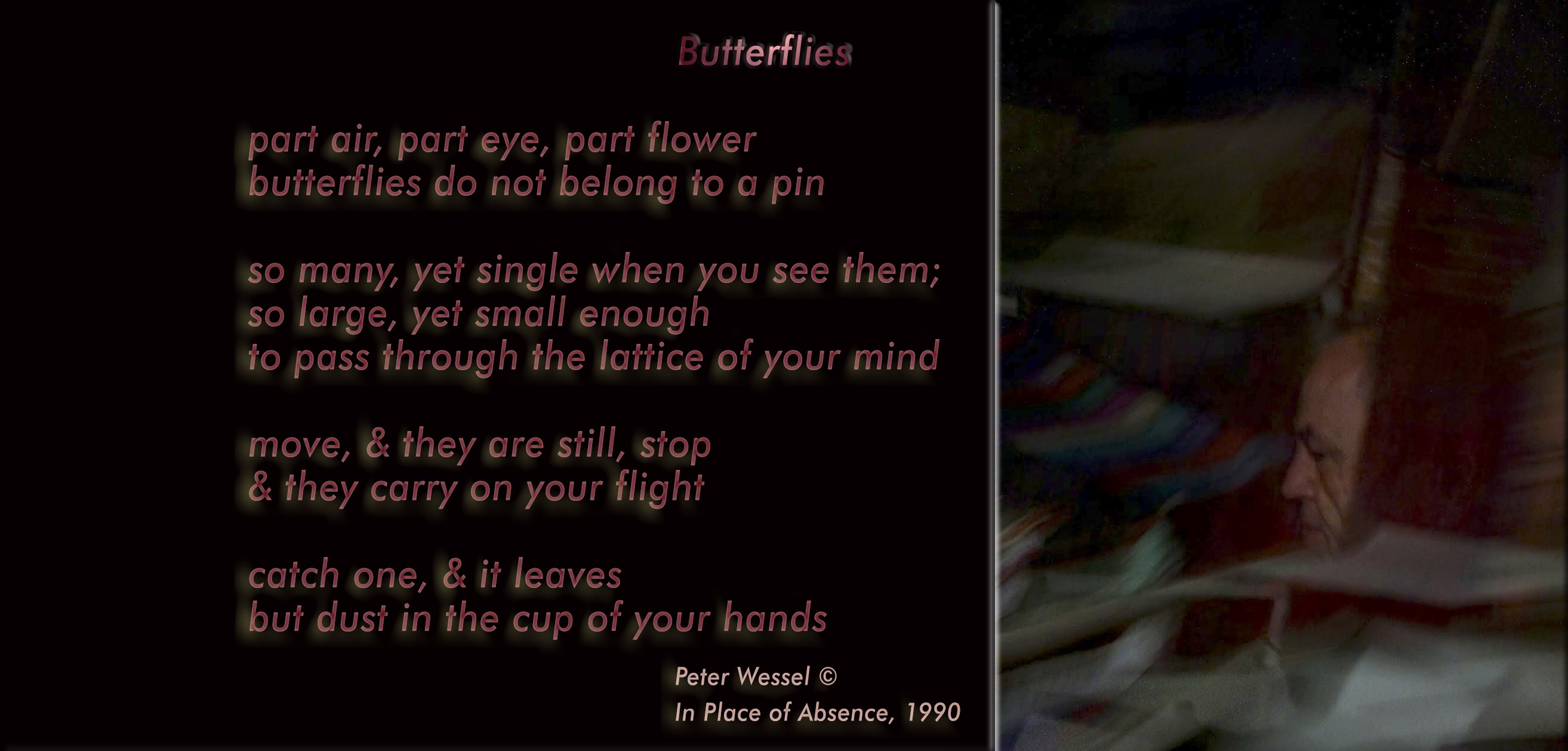 butterflies-wide-version